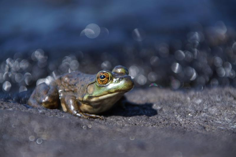 Featured image of post The frog in the pot